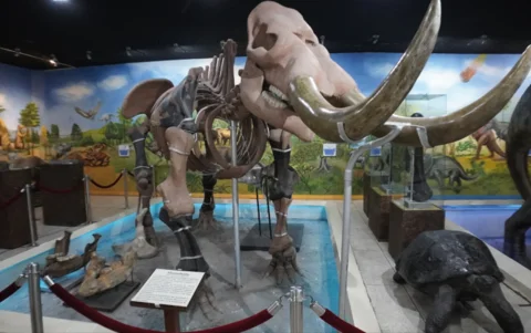 El ingreso al Museo de Historia Natural Gustavo Orces V., de la Escuela Politécnica Nacional, es gratuito.
