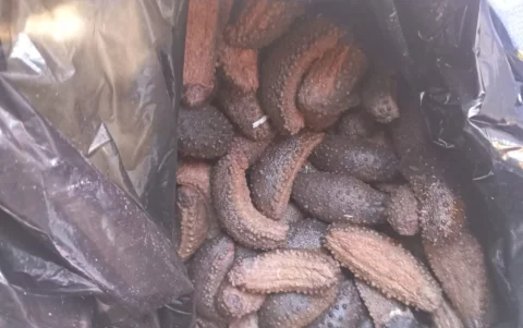 Pepinos de mar en estado 'crudo'.