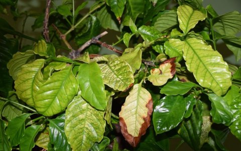 Planta de café con síntomas de Xylella fastidiosa, registrada en investigaciones europeas.