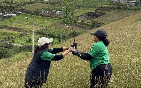 Siembra de plantas nativas en Pichincha.