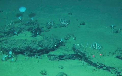 Imagen tomada desde el sumergible chino Fendouzhe, de algunos de los restos de 'caída de ballenas' que forman el cementerio más grande de estos animales.