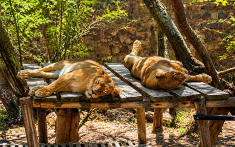 Durante el recorrido por Wiwa Quito, los visitantes pueden observar de cerca tigres y leonas en espacios adaptados para su bienestar.
