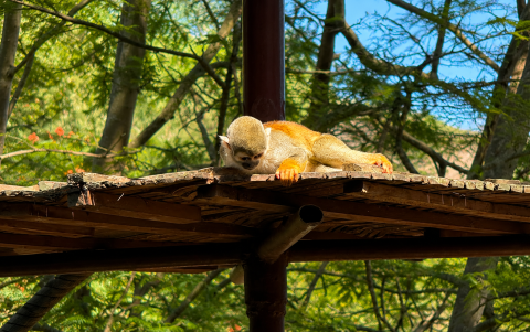 La transformación de Wiwa Quito busca responder a desafíos como el tráfico ilegal de fauna y la pérdida de hábitats.