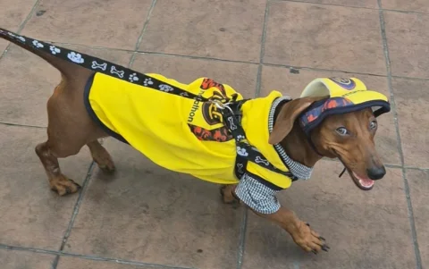 Un perro vestido con la camiseta amarilla se suma al ambiente festivo en la bahía de Guayaquil, donde los aficionados animan a la selección en la víspera del Mundial.