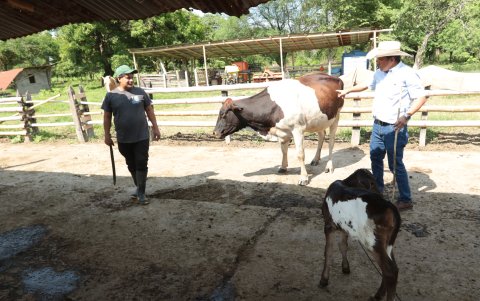 El exceso de agua y lodo favorece la aparición de enfermedades como la estomatitis vesicular y la coccidiosis que afectan al ganado.