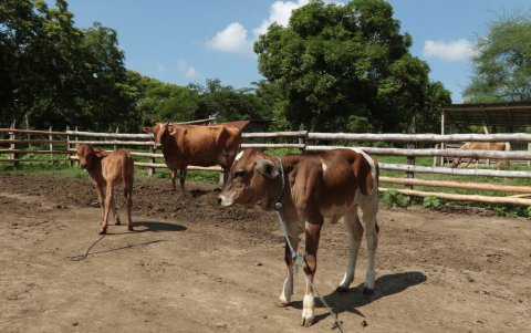 En Salitre, las vacas en etapa de lactancia y sus crías serán trasladadas a zonas altas como medida preventiva ante las inundaciones que provocaría El Niño