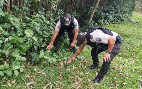 En el sector de Argelia, sur de Quito, policías del Distrito Eloy Alfaro localizaron una arma de fuego, que fue levantada con cadena de custodia y trasladada a la Policía Judicial.