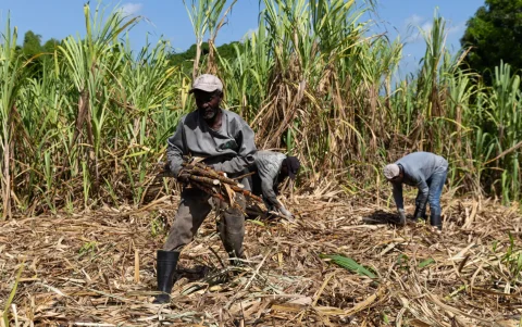 Haitianos trabajando en una plantación de caña de azúcar en El Seibo (República Dominicana).