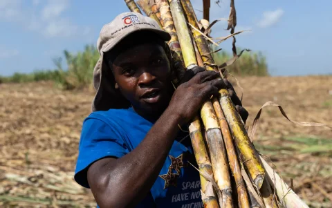 Un trabajador haitiano cargando caña de azúcar en una plantación en El Seibo (República Dominicana).
