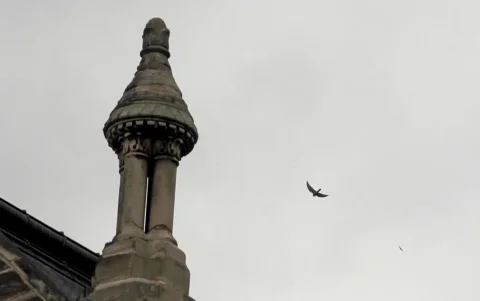 Fachada de la iglesia decimonónica en la que han anidado dichas aves, en el barrio parisino de Ménilmontant.