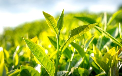 Polifenoles presentes en plantas abren nuevas posibilidades científicas para combatir enfermedades del sistema nervioso.