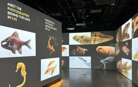 Exhibición de imágenes de la vida marina expuestas en el Museo de la Exploración de la NatGeo