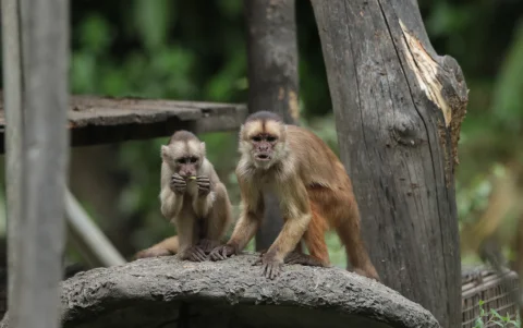 Monos en el Parque Histórico