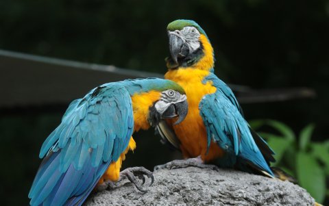 Guacamayas en Parque Histórico