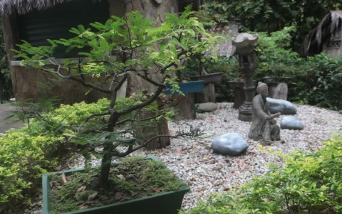 Exposición de individuos de bonsai en el Jardín Botánico