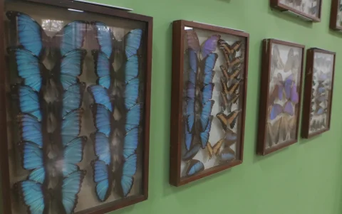 Muestra de mariposas en el Jardín Botánico