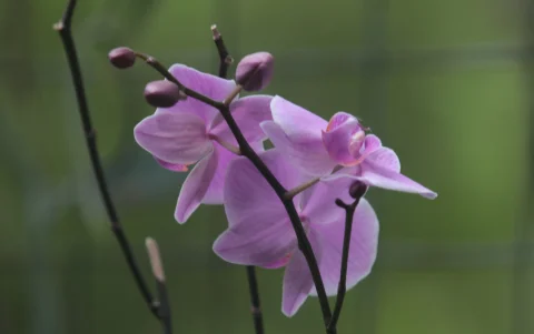El Jardín Botánico sirve también como laboratorio para la Academia, al preservar flores y ofrecer una vista a la natrualeza del Cerro Colorado
