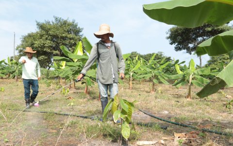 El manejo del cultivo se basa en mantenerlo libre de deforestación con la siembra de agua y sostener la recuperación del suelo mediante bioles y compost.