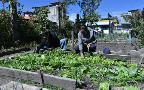 En el espacio también hay un huerto comunitario. Tanto los voluntarios como quienes forman parte del colectivo lo cuidan.