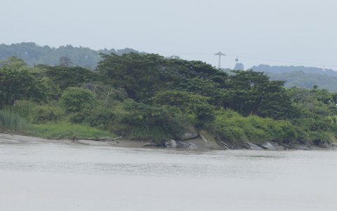 Islote el Palmar, en el río Guayas
