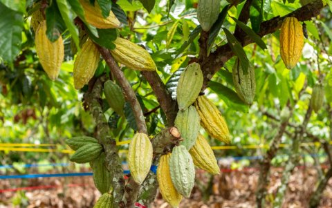 Plantación de cacao EETP-804 