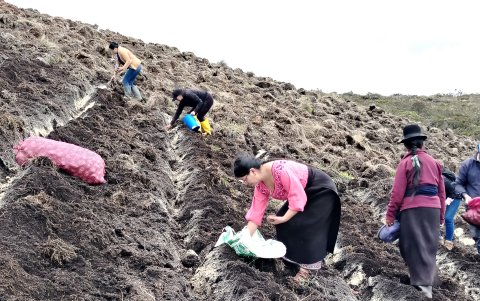 Agricultoras trabajan la tierra en una parcela de papa cañari, la variedad con la que el INIAP busca cubrir hasta el 25% del área sembrada en la región en los próximos cinco años.