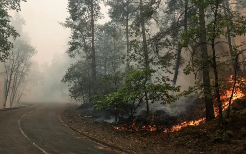 Las llamas devoraron casi 1.000 hectáreas de las 23.000 que conforman el histórico bosque de París.