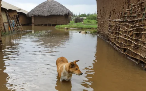 Fotografía referencial de un perro durante una inundación en 2023 ligada al fenómeno El Niño.