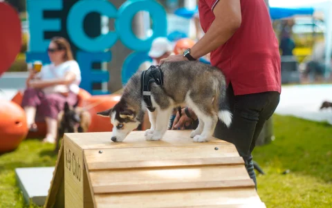 También habrá desfile de mascotas y actividades para la recreación familiar.