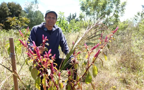 Ramiro Morejón junto a la mata de ataco, uno de los ingredientes de la colada morada, en el Parque Bicentenario.