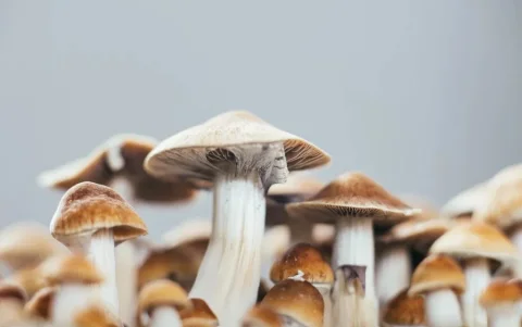Las terapias con setas Psilocybe pueden ser riesgosas en personas con psicosis, bipolaridad, descompensación psiquiátrica, ciertos fármacos o antecedentes familiares.