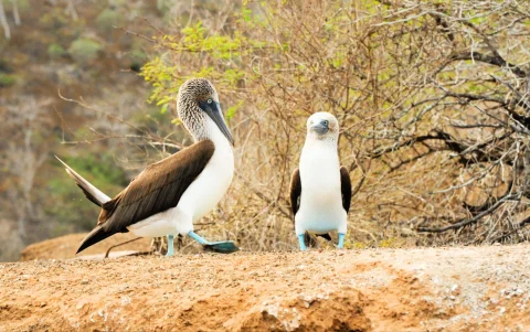 Piqueros de patas azules en Galápagos, una especie en riesgo por el calentamiento marino.