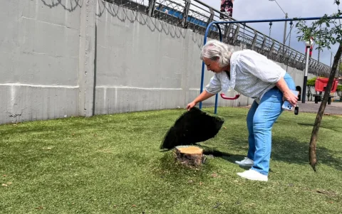 Uno de los árboles talados fue cubierto con césped sintético.