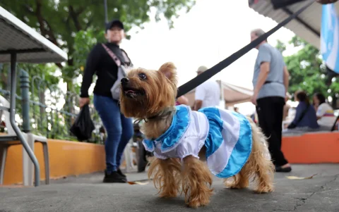 Hasta en las mascotas que llevaron al festival se observó el amor por Guayaquil.