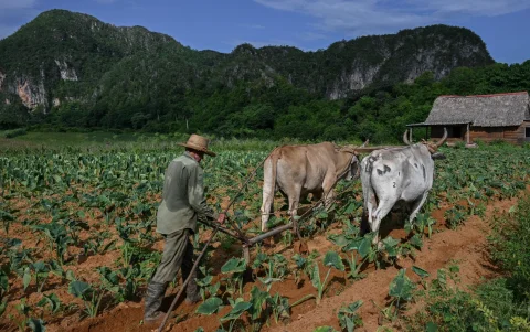 Un campesino ara un campo de maíz con una yunta de bueyes en Viñales, provincia de Pinar del Río, Cuba, el 24 de julio de 2026.