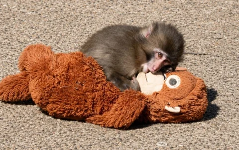 Punch, el mono huérfano de Japón, dejó atrás el peluche de orangután que lo acompañó durante sus primeros meses de vida.