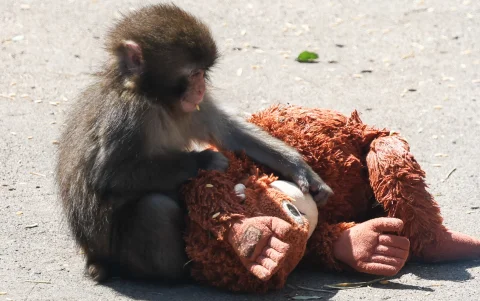 El macaco Punch celebra su primer cumpleaños tras convertirse en un fenómeno viral por su historia de adaptación y cuidado.