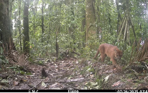 Un puma captado por las cámaras trampa del proyecto de la fundación.
