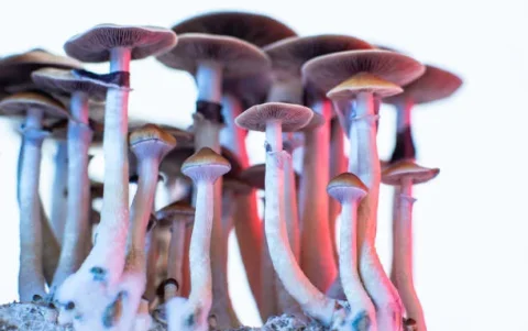Las setas Psilocybe han tenido excelentes resultados en la atención de la ansiedad y depresión. Y han sido probados con éxito en tratamientos contra la adicción.