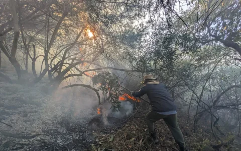 En 2024, los incendios forestales afectaron 2.440 hectáreas en el DMQ.