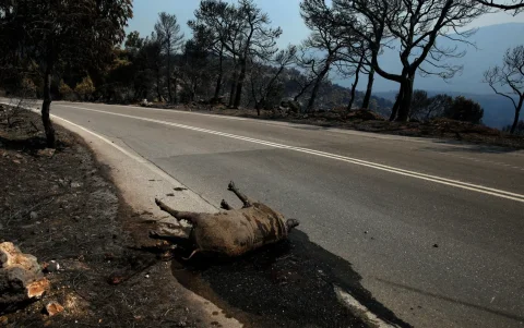Un animal calcinado al día siguiente del incendio que arrasó la zona costera de Porto Germeno, a unos 63 km al oeste de Atenas, Grecia.