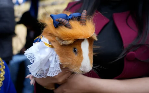 Cuy (conejillo de Indias) disfrazado de la Bestia, del cuento de la Bella y la Bestia, en el sexto Festival del Cuy de Urbina.