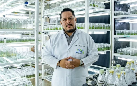 El Fusarium Raza 4 Tropical fue detectado por primera vez en Ecuador en 2025. En julio de 2026 se confirmó un segundo brote en un predio vecino de El Quemado, en la provincia de El Oro.