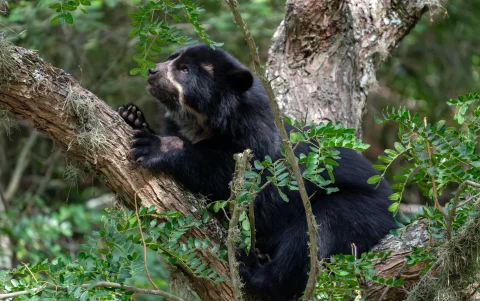 Referencial. Los oseznos de oso andino permanecen con pronóstico reservado en Wiwa Quito tras ser rescatados en el sector de Papallacta.