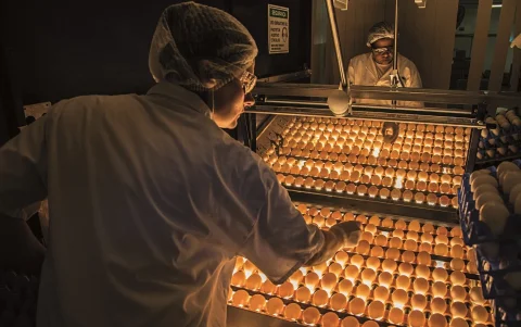 En 2025, en Brasil, las cadenas de pollo, carne de cerdo y huevos generaron aproximadamente $ 40.000 millones (205.000 millones de reales) en Valor Bruto de Producción.
