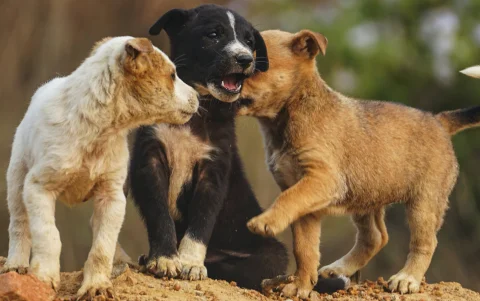Después de un sismo, los perros deben ser evacuados con correa para evitar que escapen por miedo o desorientación.
