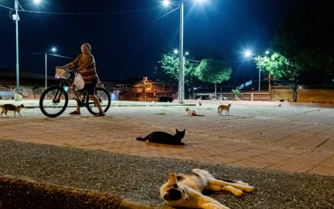 Una colonia de gatos habita en una pequeña plaza situada en los exteriores de la iglesia San Pablo Apóstol, en la ciudadela La Saiba, en el sur guayaquileño.