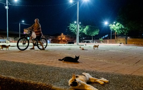 Colonias de animales ocupan plazas donde anteriormente se desarrollaban actividades deportivas y sociales.