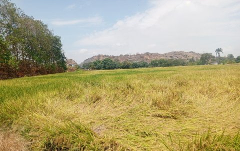 Guayas. El volcamiento del arroz puede dificultar la cosecha, reducir el rendimiento y aumentar las pérdidas de grano en el campo.