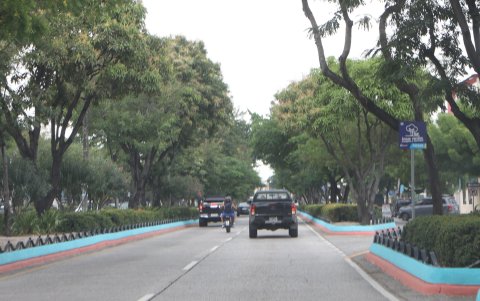 En la avenida Isidro Ayora, los frondosos árboles forman túneles naturales.